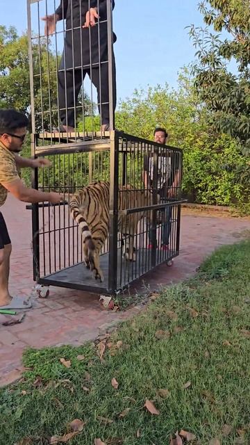 Big Tiger Doesn't Wants to Go Inside the Travelling  Cage | Nouman Hassan |