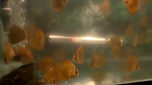 Red-Turk Discus 1.75inch+