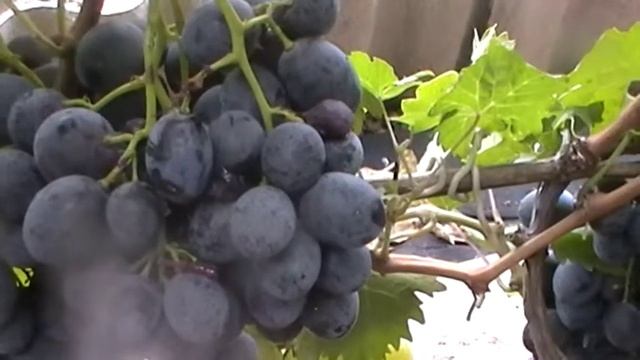 Сорт винограда Орланда Бурдака - сезон 2015