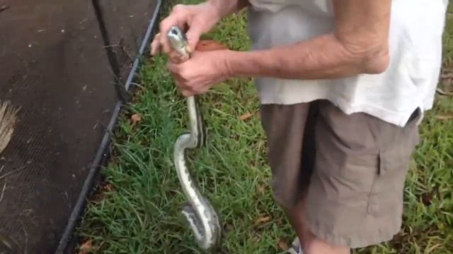 Gill Catches Python