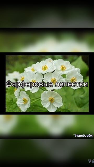 Прозрачный цветок