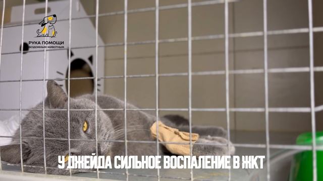 Не все котики с нового приема оказались здоровы. Поддержать ⬇️