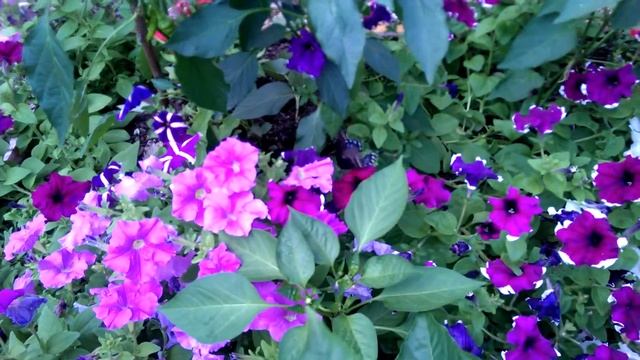 black swallow-tail butterfly on petunias