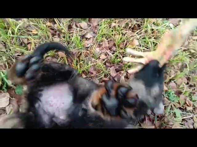 Валдай с Красных Прудов 2 мес
