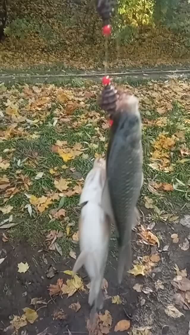 Дуплет у меня🐟🐟💫👍👍👍🔥🔥🔥🔥🐟🐟🐟