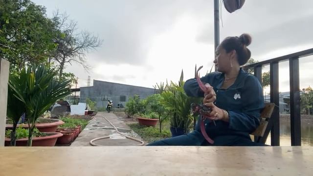 Hằng trói giây cua 🦀 CÁI so gởi ANh chi sai gòn