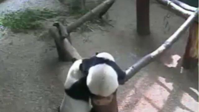 2012-07-18 Po and Lun Lun Playtime Highlights  (1.3x speed)