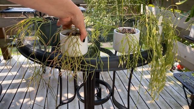 Rhipsalis burchellii