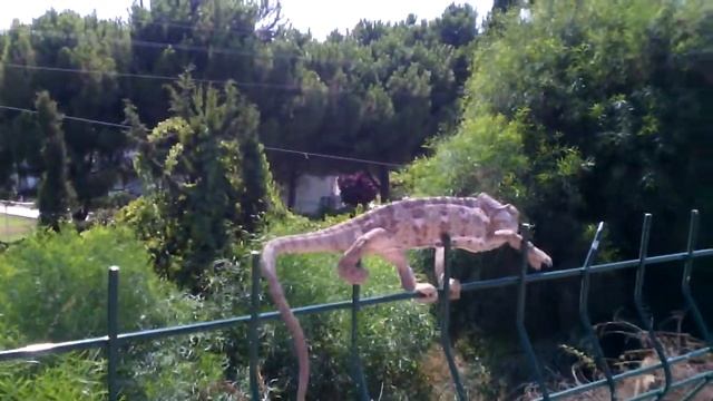 Хамелеон ползёт по забору не в тон