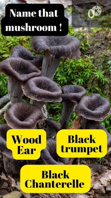 Edible Mushroom Quiz Part 1 #shorts