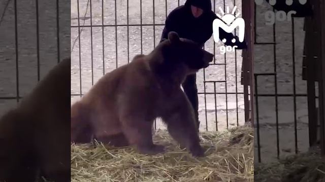 Чеченский конюх и  😅 мишка 😅