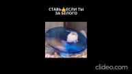🐹Милые хомячки #animals #shorts #hamster #hamsters