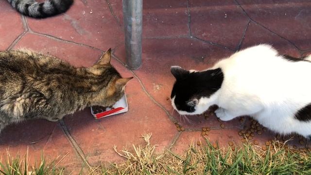 These Cute Cats Are Hungry For Food And Attention | Cats And Kittens