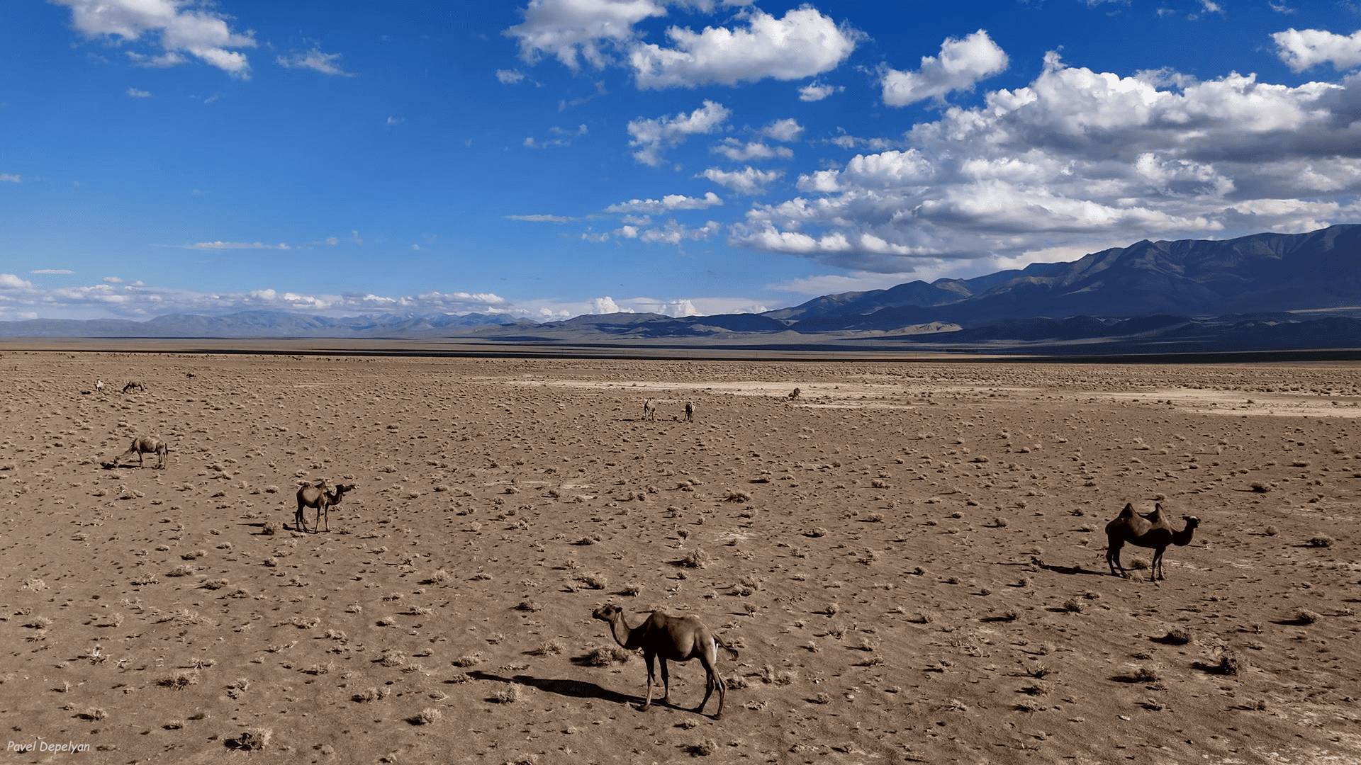 Верблюды в пустыне Монголии. Camels In The Mongolian Desert.