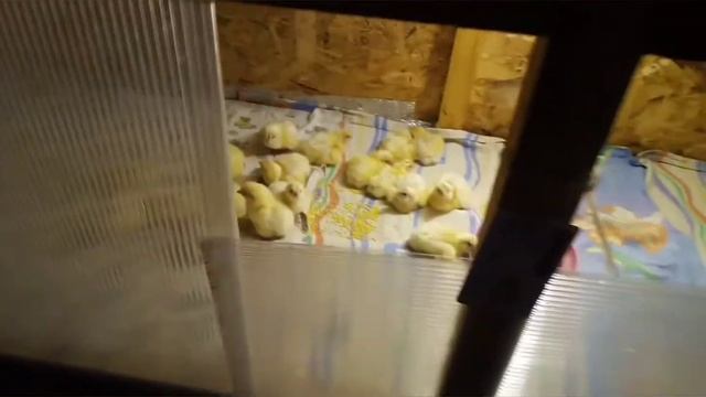 Кобб 500 Чехия