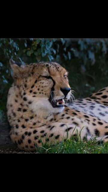 Гепарды: невероятные охотники #факты #top #cat #facts #reels #биология #факт #animals