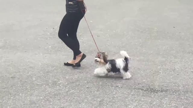Копия видео "10 июня 2017 г."