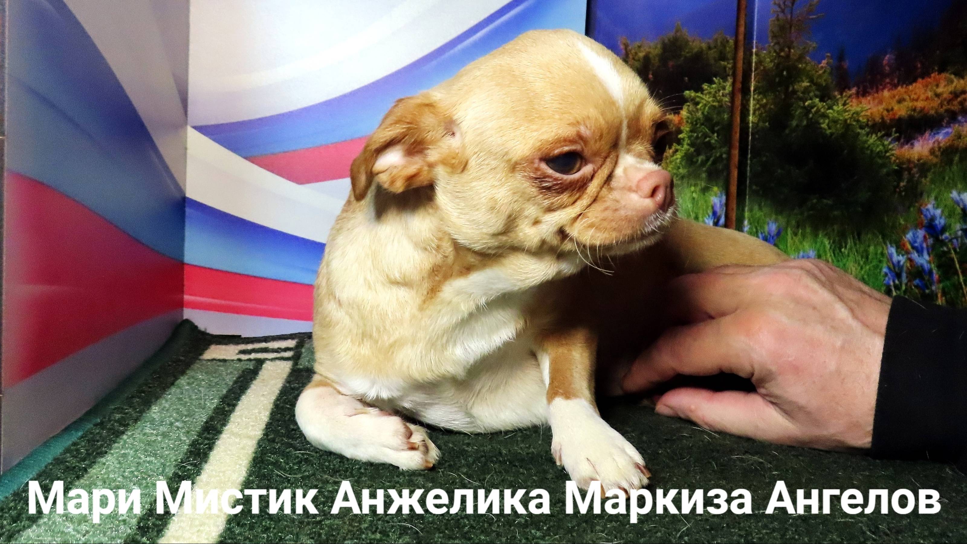 #ПРОДАМ_недорого_чихуахуа_куплю Анжелика #ЦЕНА_в_видео 89215950848 ЕСТЬ ДОСТАВКА по России и Европе