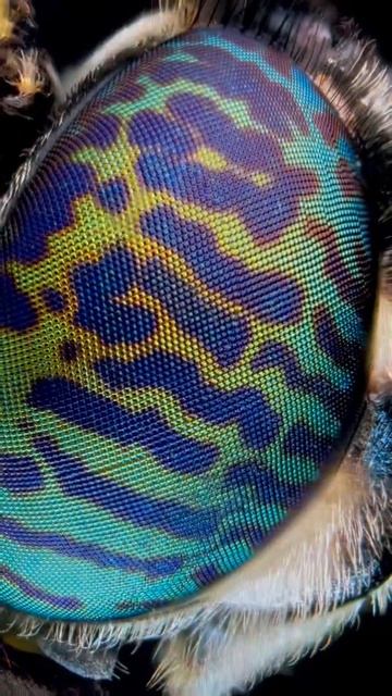 Extreme macro of Soilderfly compound eyes #laowa #sonyalpha #macrophotography #kerala