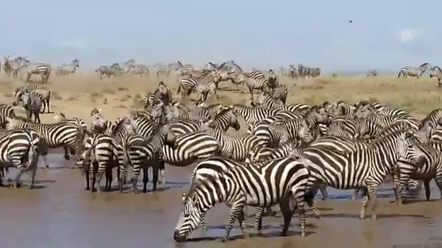 Zebra & wildebeest in Serengeti National Park Tanzania.