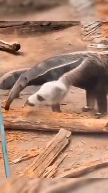 2 mouthed animal 🤯 anteater #facts #shorts #knowledge #amazingfacts