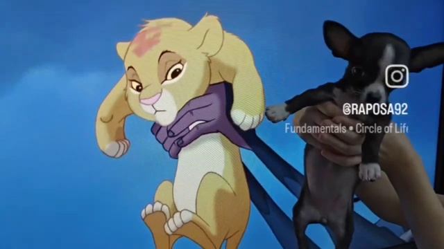 король лев 🦁