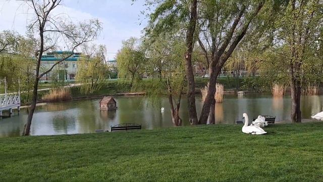 Тирасполь. Парк. Пруд с лебедями. Природа.