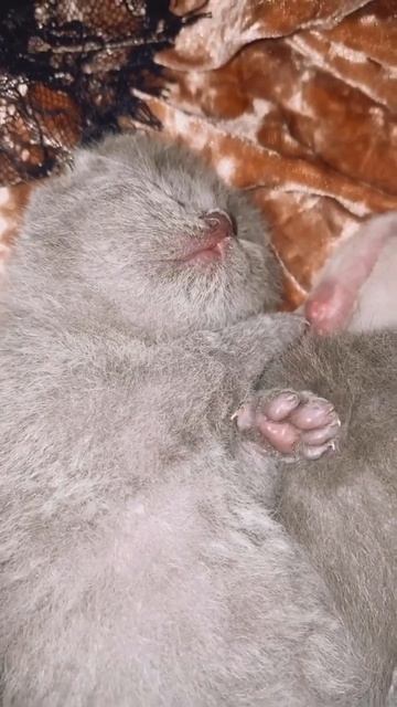 First Day Of Life!!!🥰 Tiny Newborn Kittens and Loving Mommy Cat🤗Sweetly Meowing British Shorthair