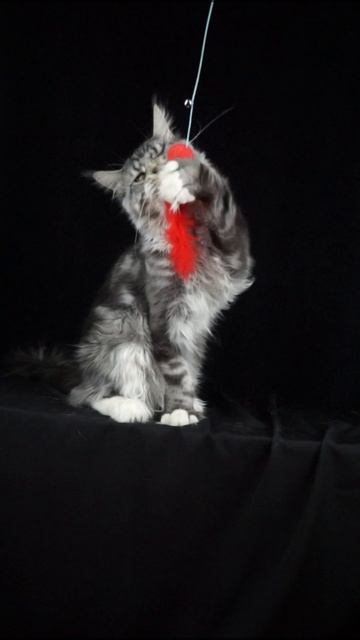 Юджин. Племенной кот мейн кун!