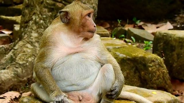 Pigy Swetpea so Fat but His egg is very Small,camera man think Sp can't do ???