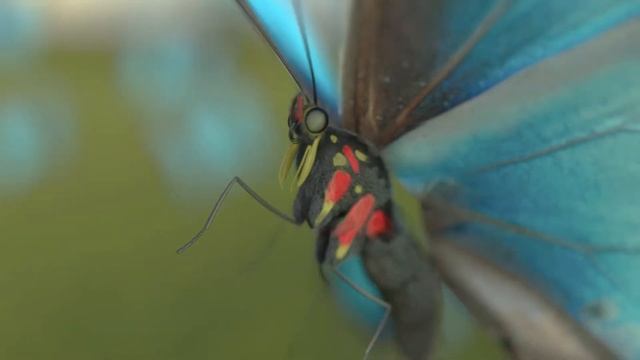 Morpho peleides shader and cloth dynamics test