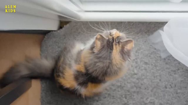 Мысық дауысы | Meowing cats | Мяуканье кошек