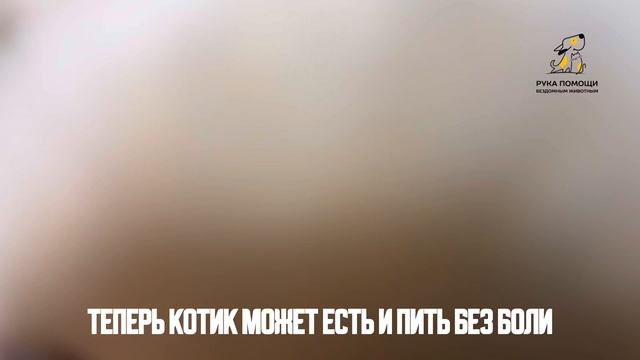 Хотели рассказать об успехах Емели, но он сам решил показать! Поддержать ⬇️