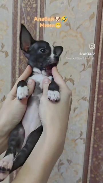 алабай мини😆🐕🦺
