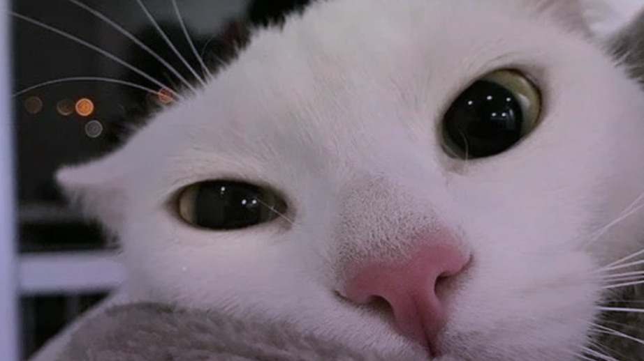 💗