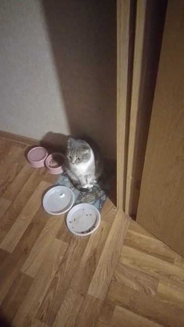 С лапами на стол