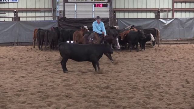 Royal Sadie Belle: 5/6-Year-Old Open at Goin' Back to Garden Fall Show