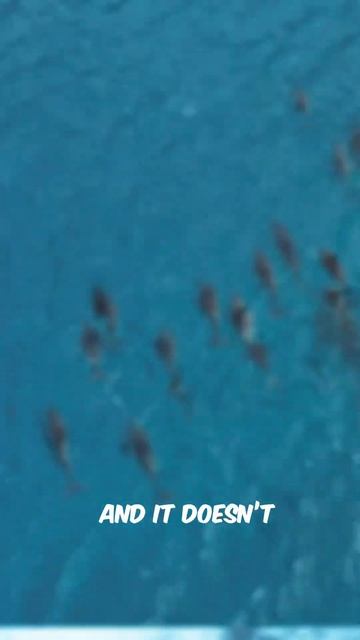DOLPHIN MATING RITUALS