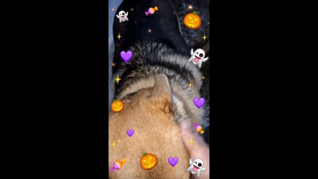 1000014931.mp4 (Собака наблюдает за кузовным ремонтом двери авто)