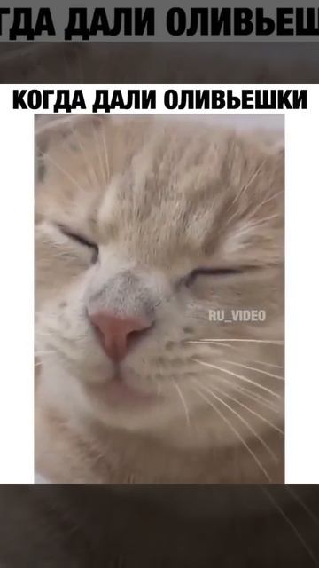 Лучший прикол - Мяу Мяу