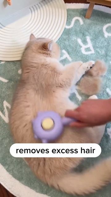Brushing your cat made easy and sastisfy
