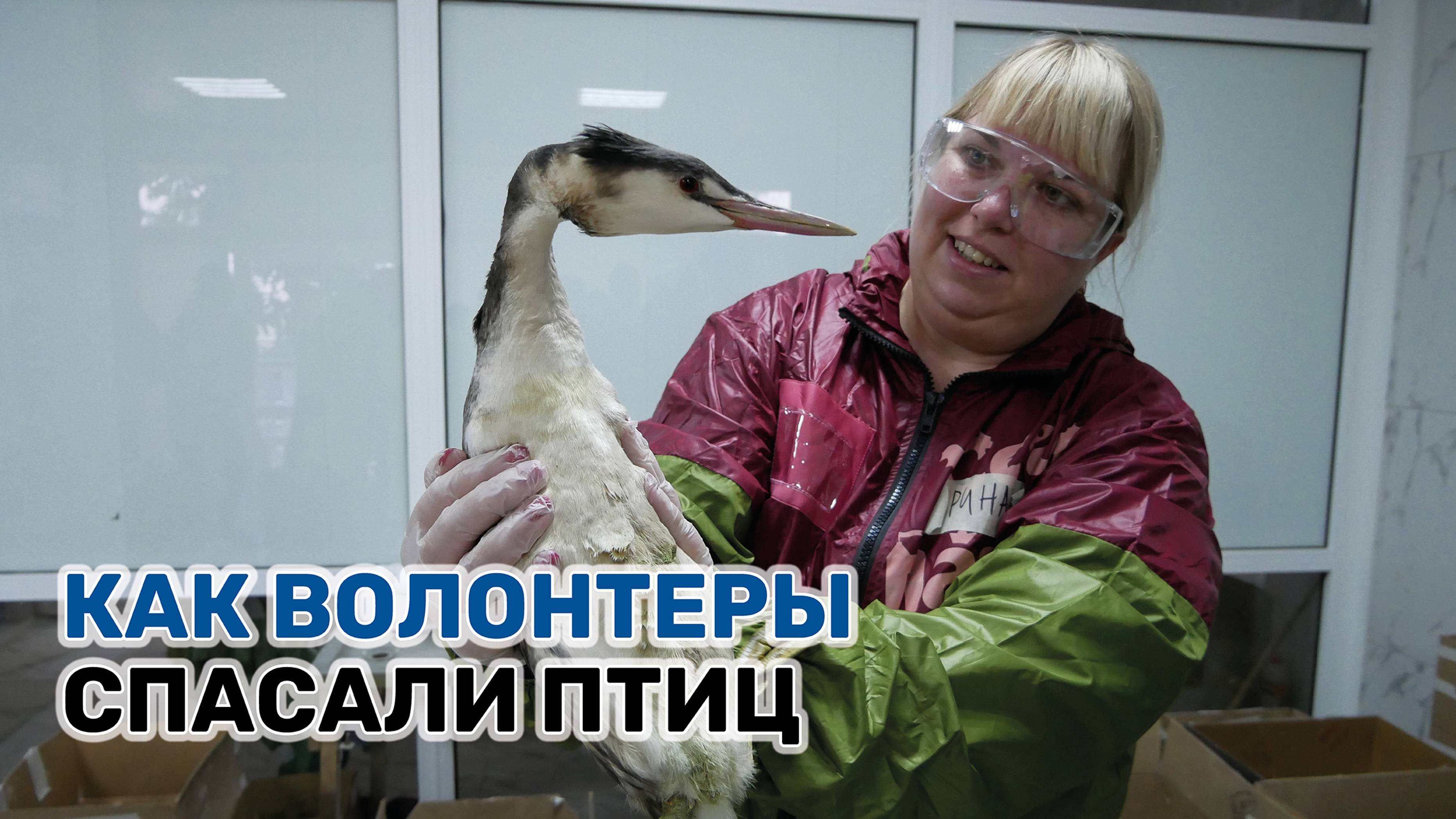 Центр оказания помощи пернатым открыт в Сочи