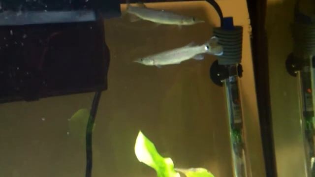 My yellow tail barracuda tank