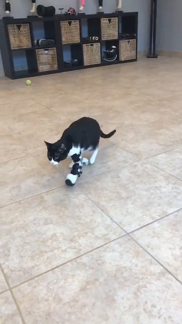 Cat prosthetic leg