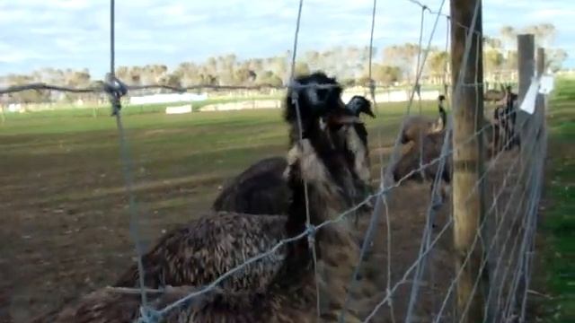 "Longview" Ostrich/Emu farm Tragowel Clip 2