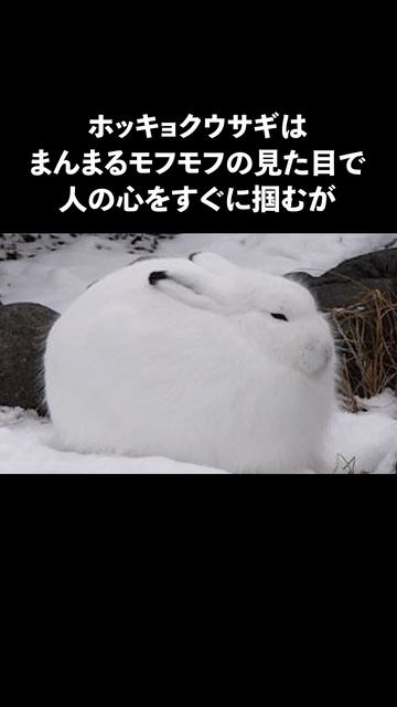 ホッキョクウサギに関する面白い豆知識 #動物 #生き物 #雑学 #ウサギ  #shorts