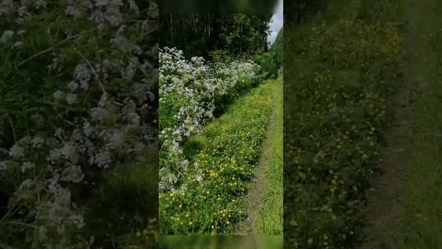 июнь лес