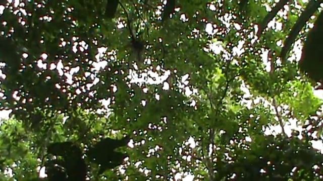 Central American Spider Monkey