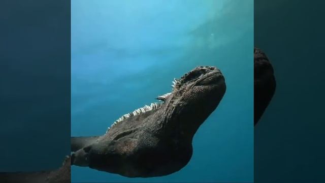 Mini Godzilla only in Galapagos | #Shorts  #animal #Godzilla