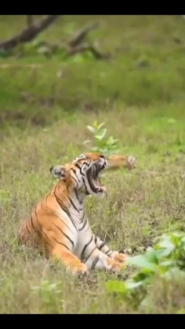 Kabini Nagarhole Tiger Sighting.